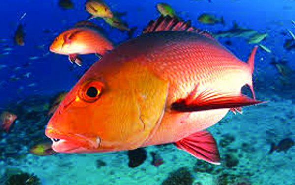 Mississippi Recreational Red Snapper Season Closing